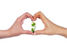 Green Sprout And Palm Stock Photos Green Sprout And Palm Stock Photos