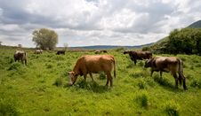 Cows In The Field Stock Photography