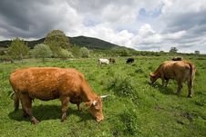 Cows In The Field Royalty Free Stock Image