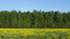 Spring Yellow Field. Royalty Free Stock Photography Spring Yellow Field. Royalty Free Stock Photography