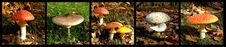 Wild Mushrooms Stock Photography