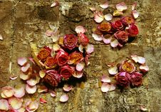 Dried Roses On Bark. Stock Photo