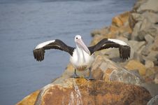 Pelican Drying It S Wings Stock Photography