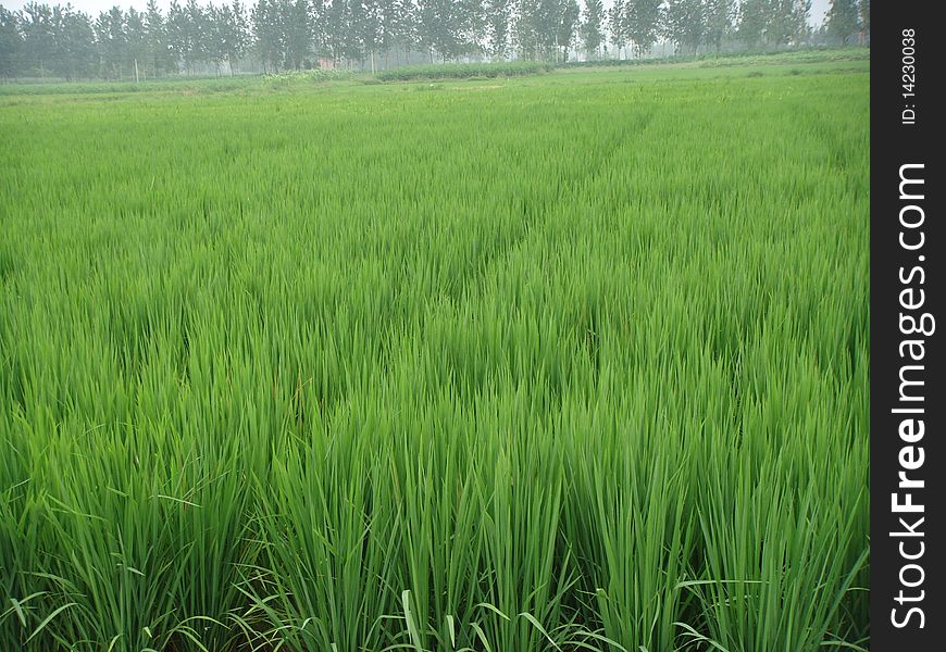A piece of green paddy field
