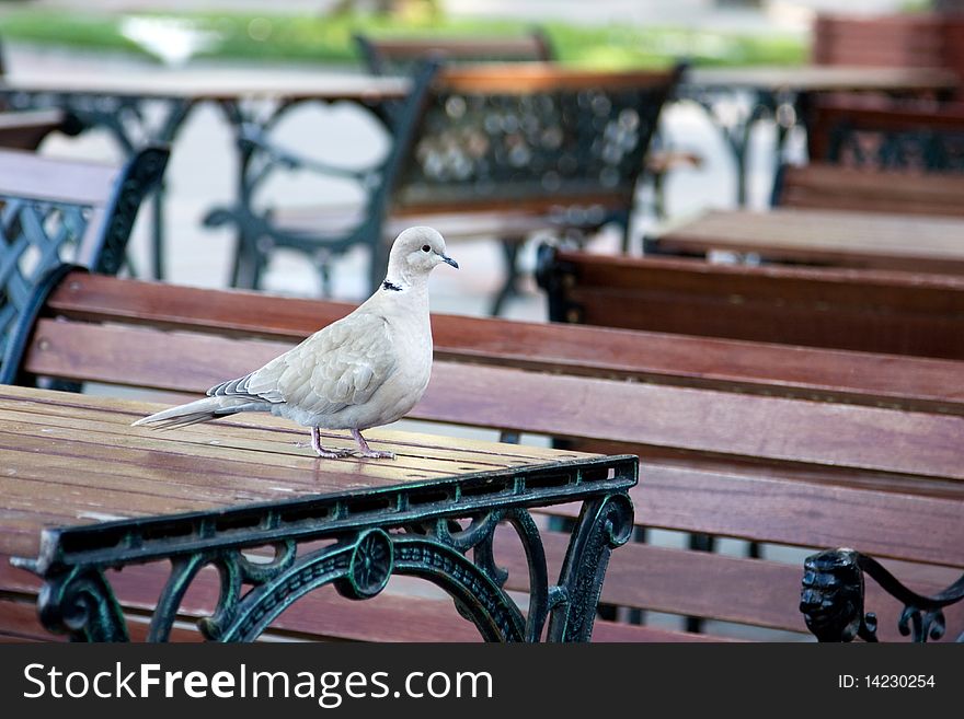 Dove On The Table
