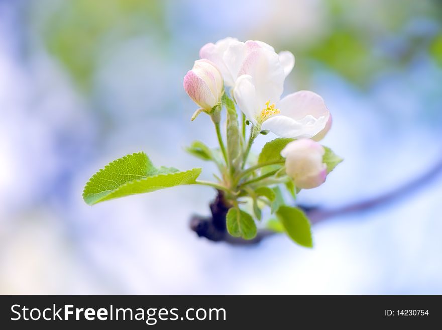 Apple inflorescence close-up on blurred background