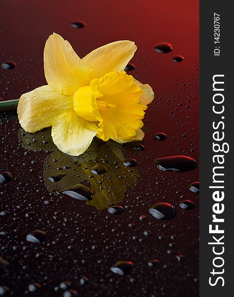 Yellow narcissus on red background with water drops