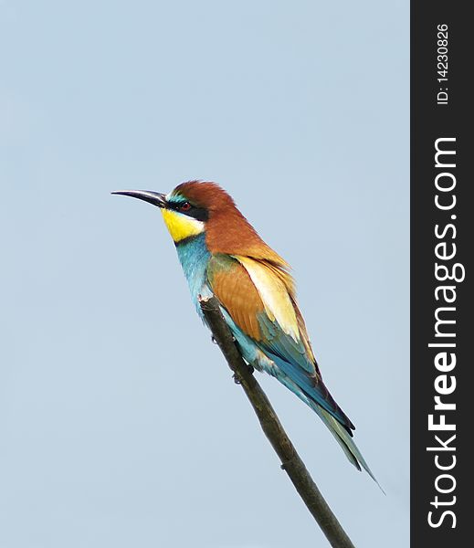 European bee eater on branch merops apiaster