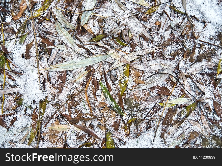 Leaves with frost winter background