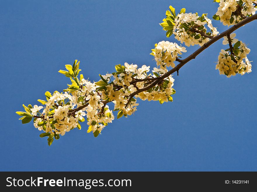 Branch Of A Blossoming Tree