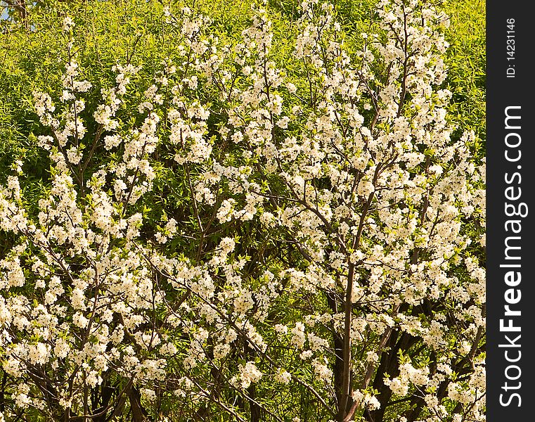 Brunches of blossoming fruit tree. Brunches of blossoming fruit tree
