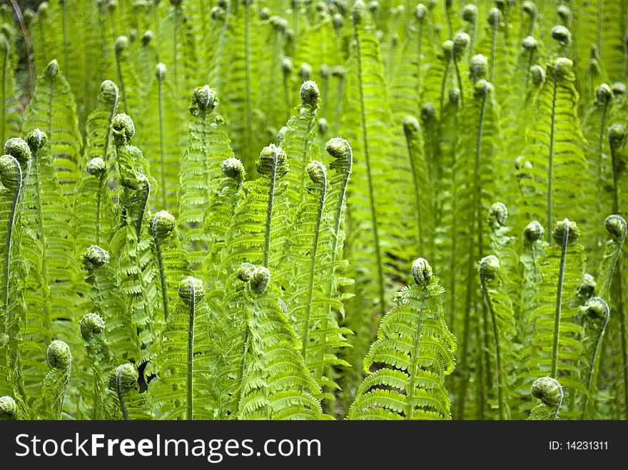 Close-up of awakening ferns in spring