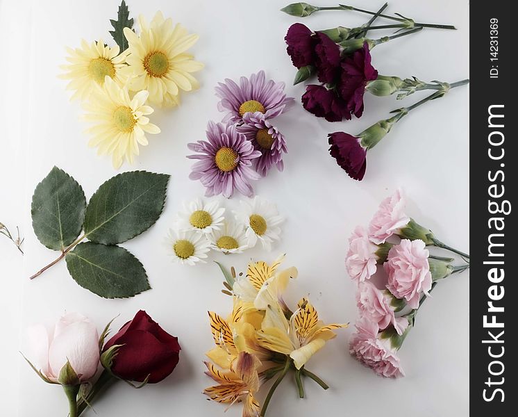 Grouping of fresh cut flowers on white background