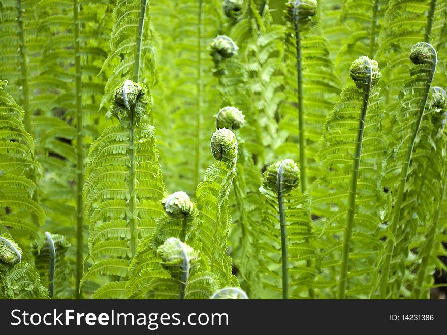 Close-up of awakening ferns in spring