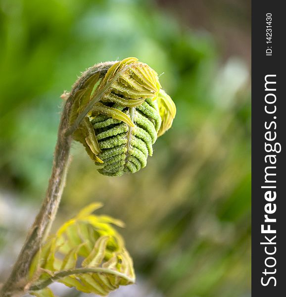 Close-up of awakening ferns in spring