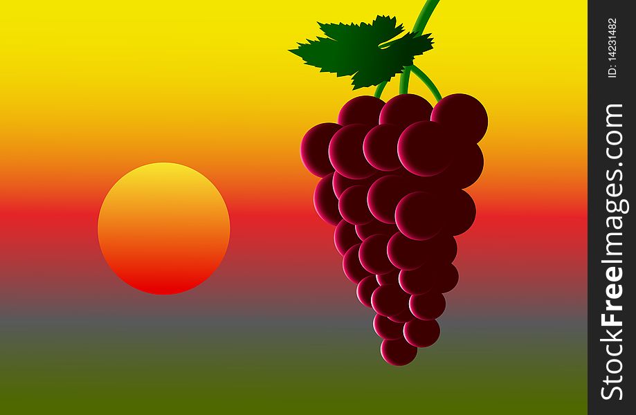 Ripe grape illuminated orange sun