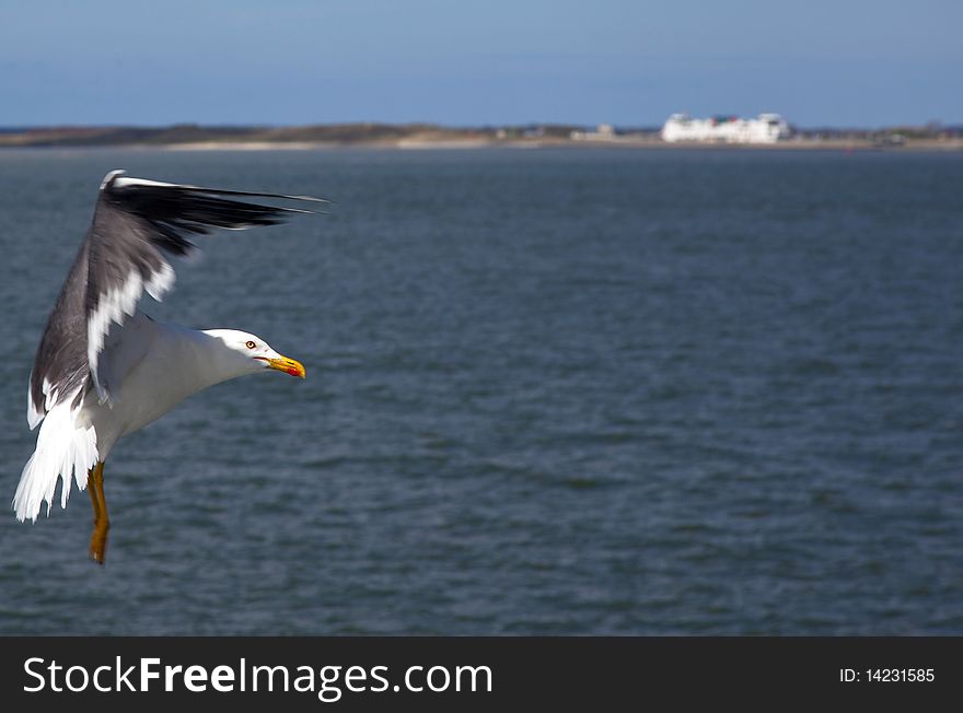 A seagull with blue sky