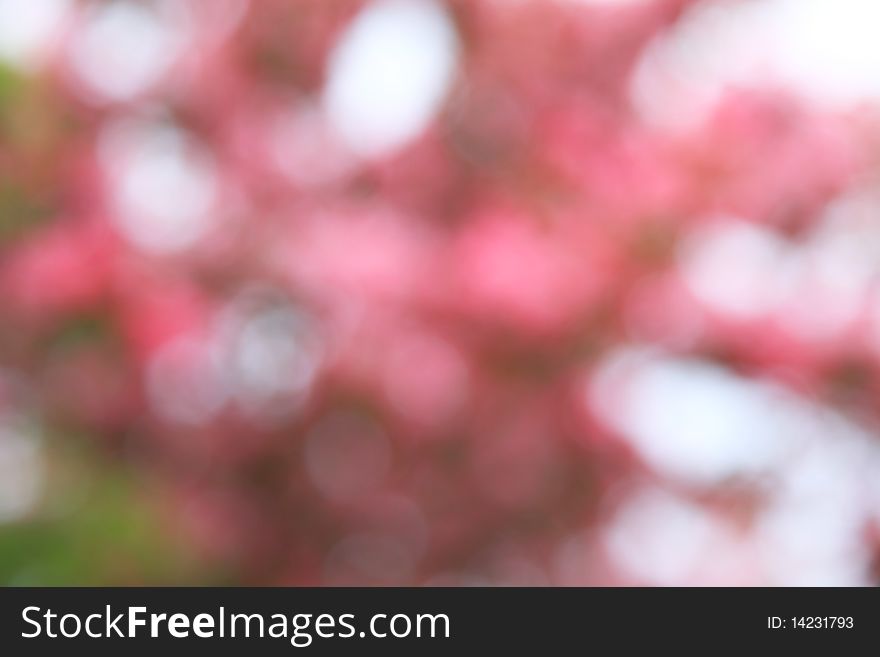Out of focus shot of a flowering cherry tree. Out of focus shot of a flowering cherry tree