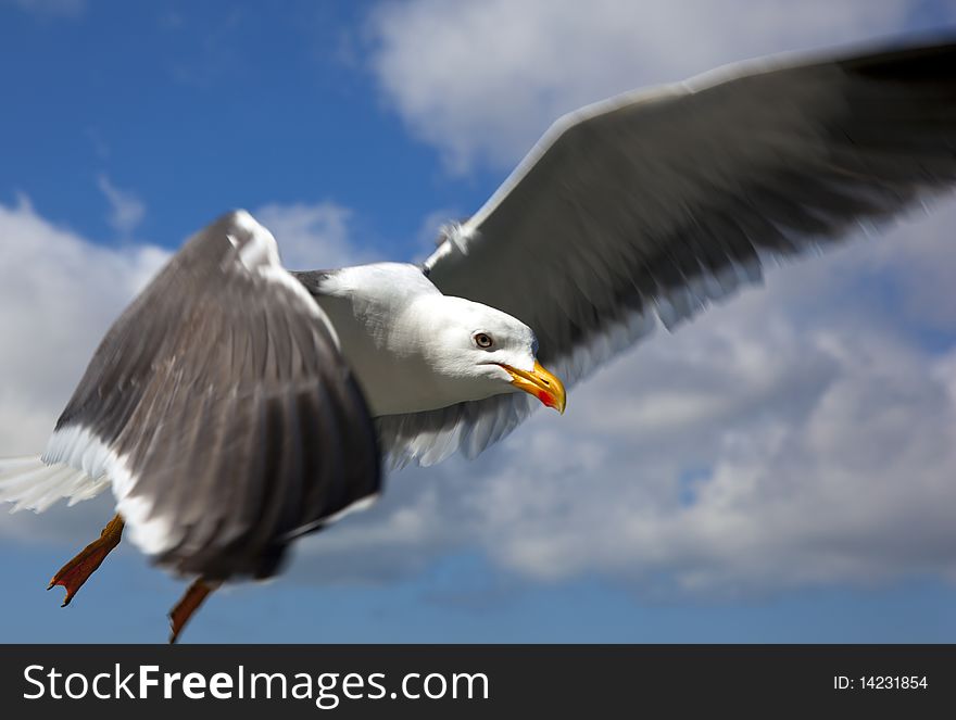 A seagull with blue sky