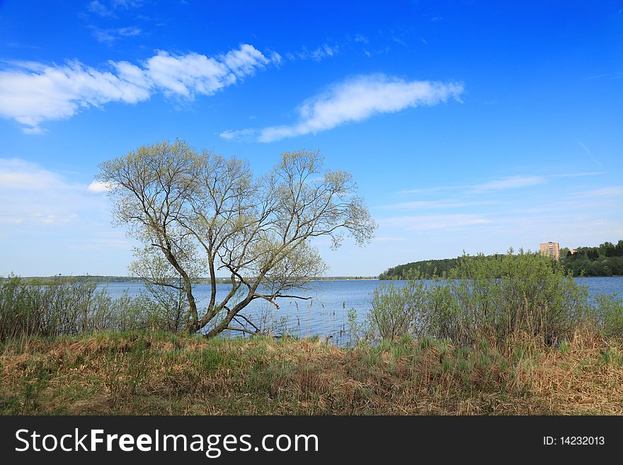 Spring on lake.  green grass, new leaves on bushes has grown . The old alone tree on a shore has blossomed. Spring on lake.  green grass, new leaves on bushes has grown . The old alone tree on a shore has blossomed