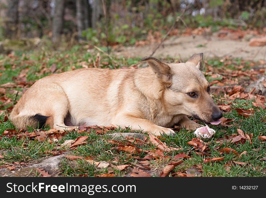 Dog lying on grass and gnawing bone. Dog lying on grass and gnawing bone