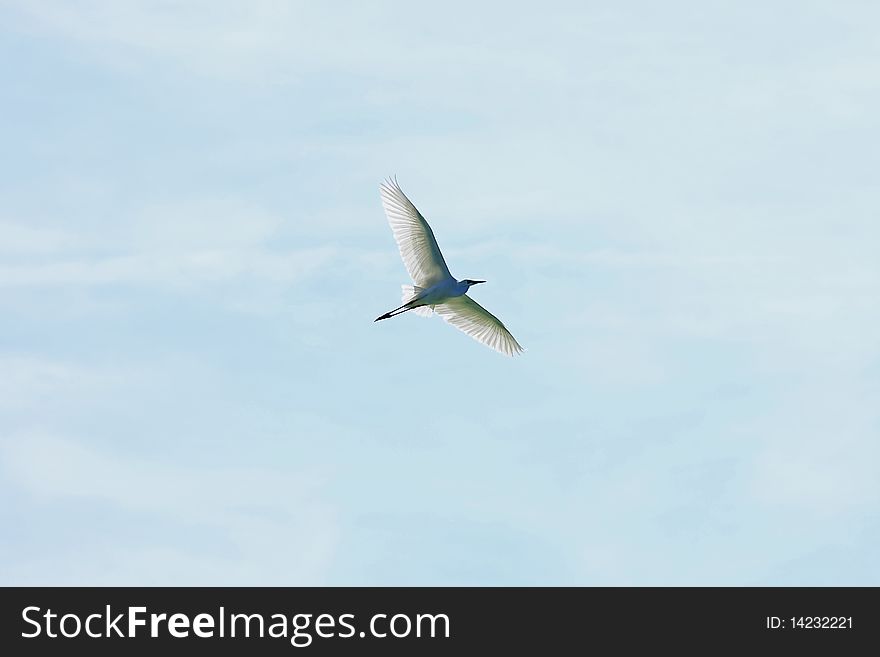 A nice big heron flying in the sky