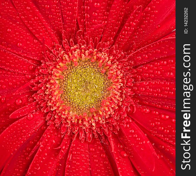 Red gerbera flower with water drops closeup