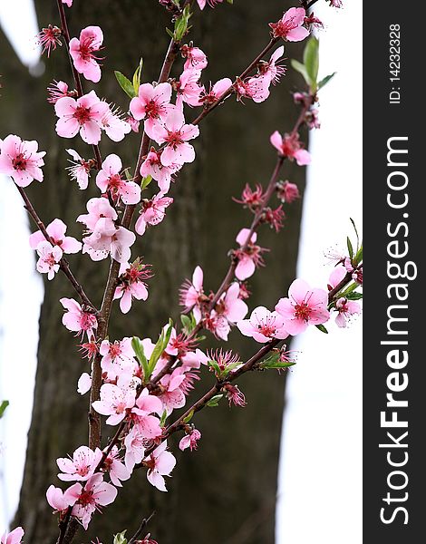 Beautiful peach blooms in spring, before the log. Beautiful peach blooms in spring, before the log