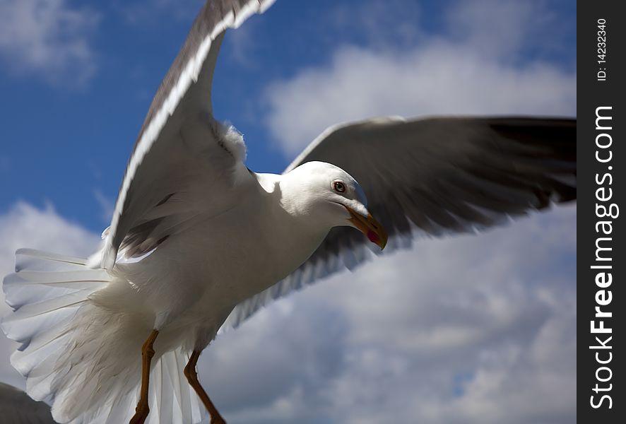 A seagull with blue sky