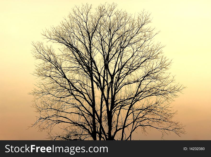 Branches of tree in orange sky