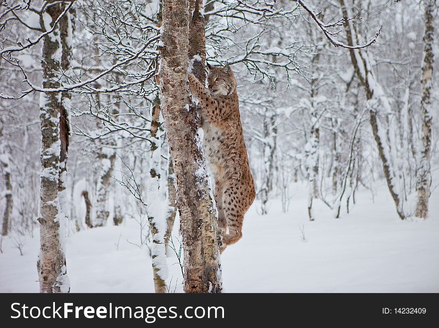 A female Lynx climbs a tree. A female Lynx climbs a tree