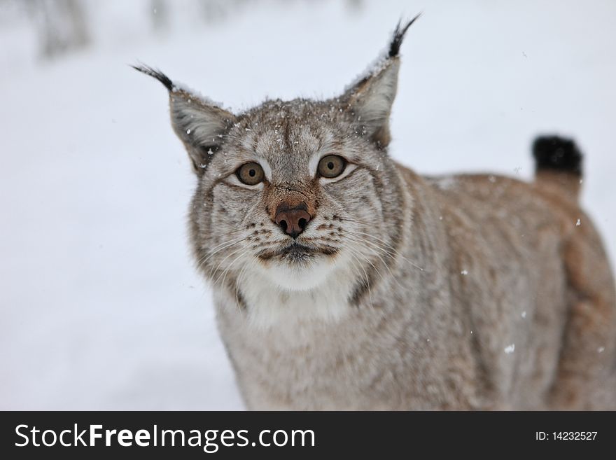 A male Lynx stares, northern Norway