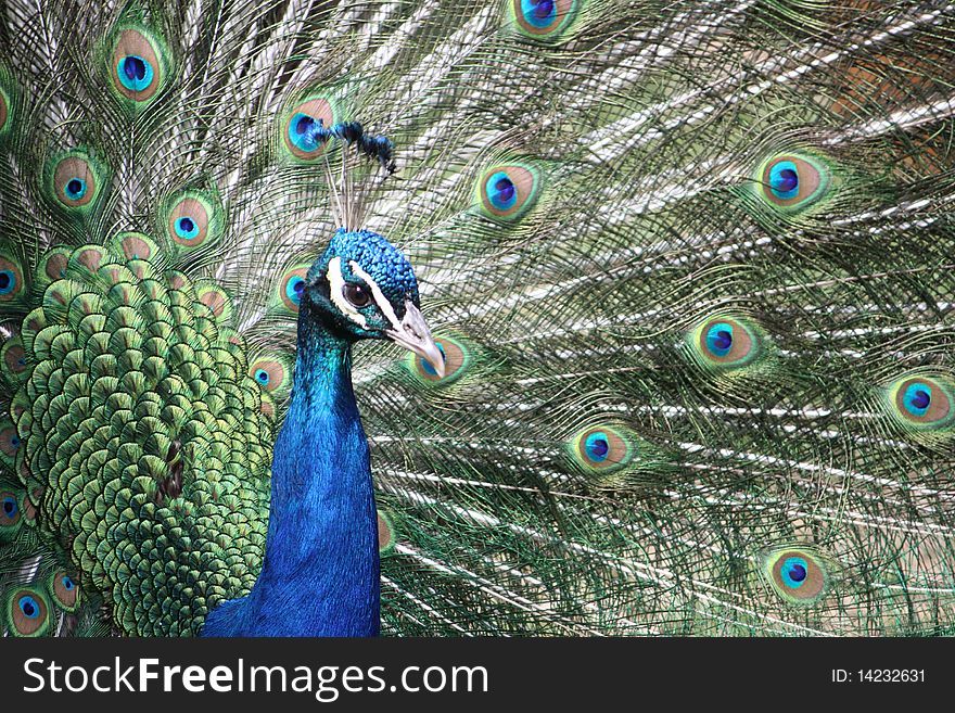 A peacock's head with the bird's plumage raised behind it.