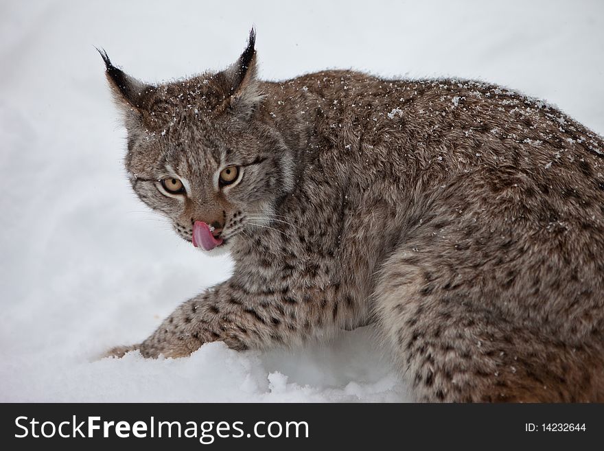 Female Lynx licks its lips