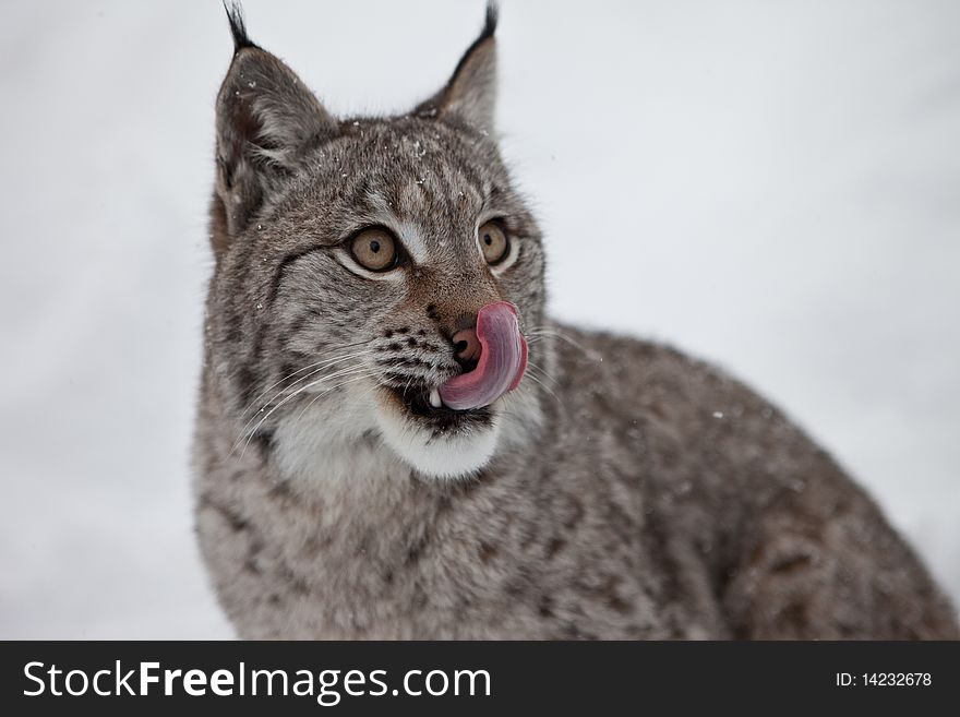 A female Lynx licking its lips, northern Norway. A female Lynx licking its lips, northern Norway