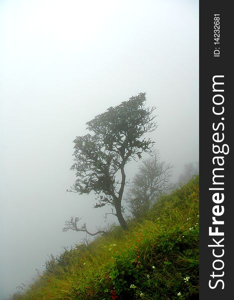 Tree in fog, chiang mai thailand