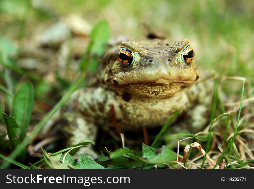 Bullfrog in the grass, amphibian