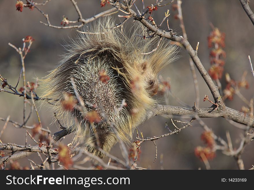Porcupine in tree Saskatchewan Canada quills