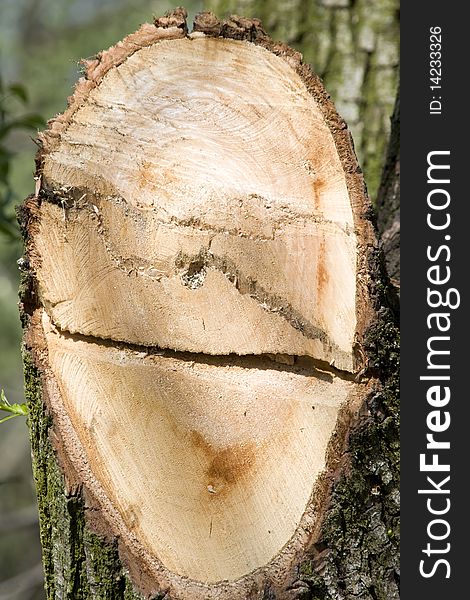 Cut tree in the forest like a smiling face. Cut tree in the forest like a smiling face