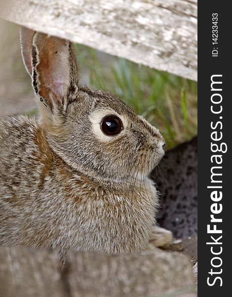 Bush Rabbit Bunny Saskatchewan Canada