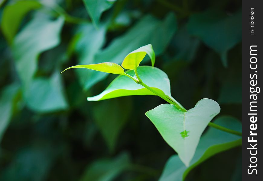 A couple of young green leaves in shallow depth of field with a dark background