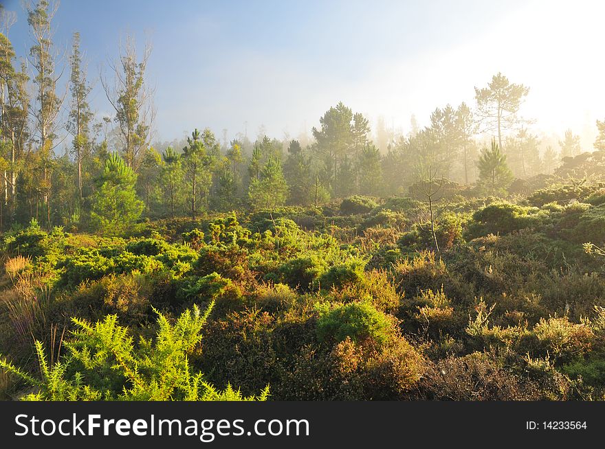 Backlit morning fog in a forest glade. Backlit morning fog in a forest glade