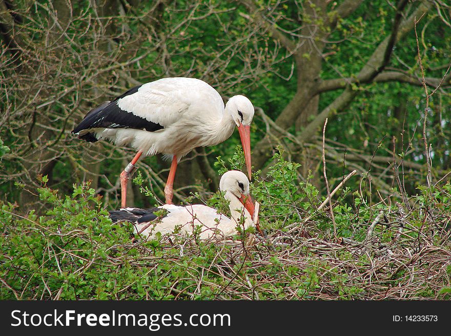 A couple of white storks on their nest. A couple of white storks on their nest