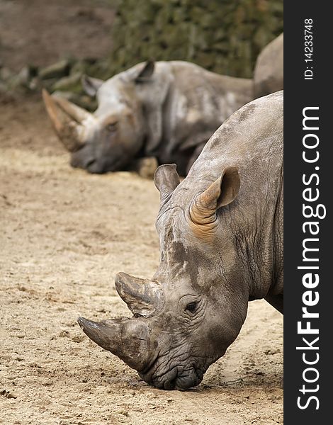 Animals: Rhino with in the background another one sleeping