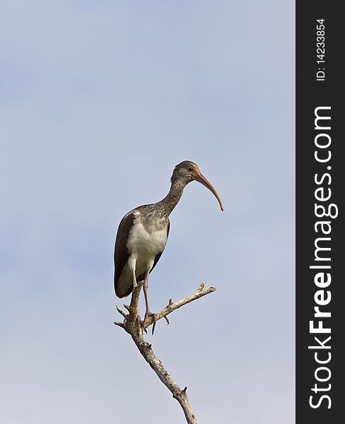 Wood Stork perched