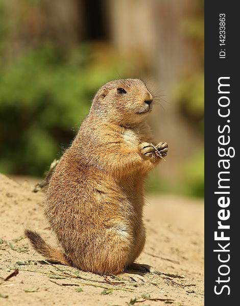 Animals: Cute prairie dog standing upright and holding a twig