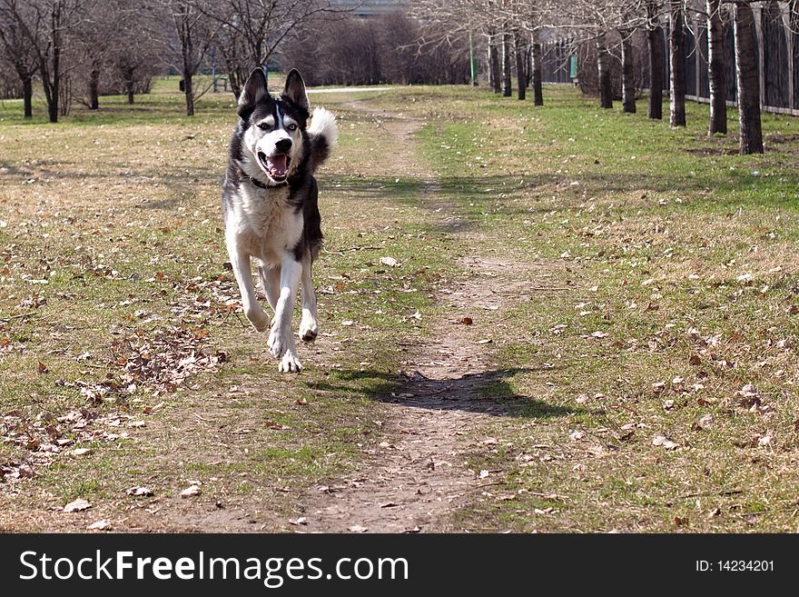 Running black and white husky in the park. Running black and white husky in the park