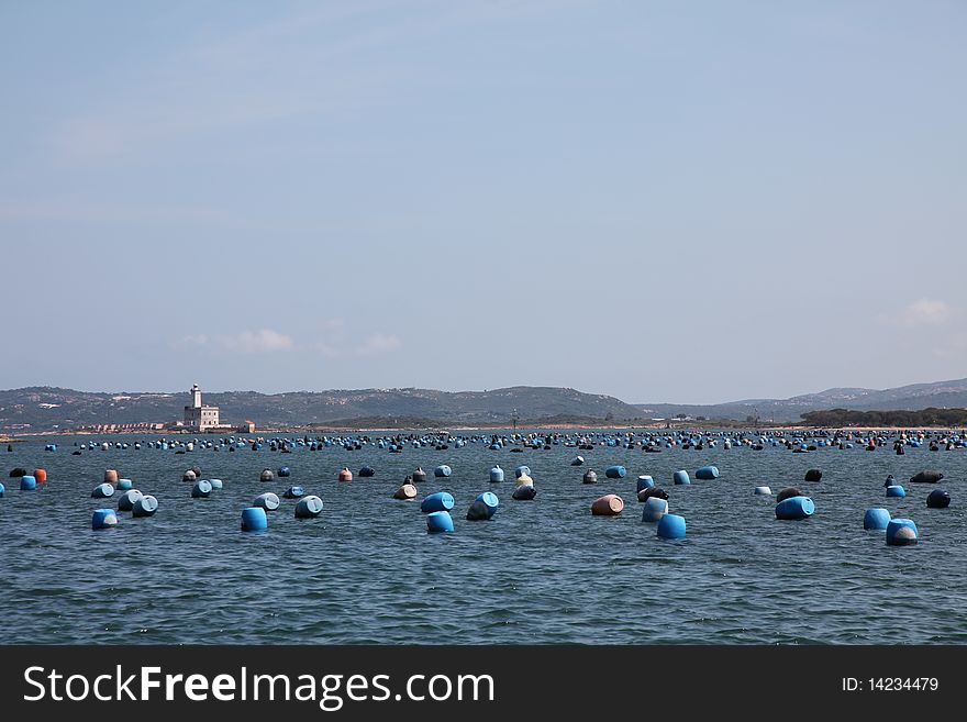 Italy Sardegna Breeding Of The Moules Olbia