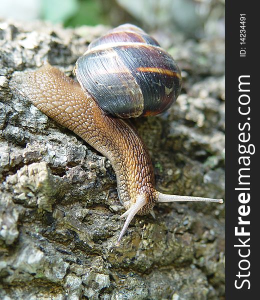 The big horned snail with small house creeps on roadside