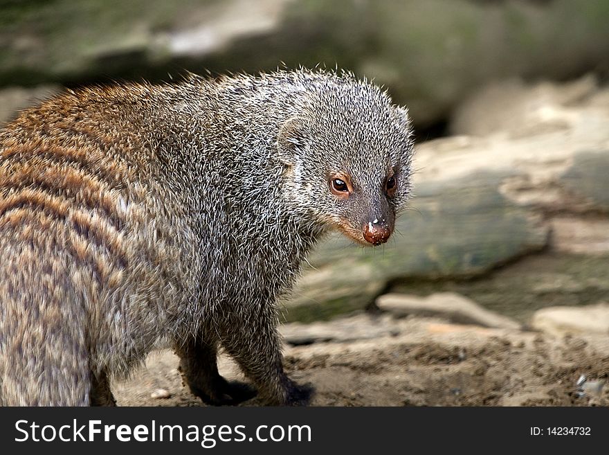 A banded mongoose in captivity